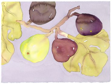 Fig Quartet
Watercolor