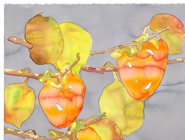 Persimmon Quartet
Bounty Series
Watercolor