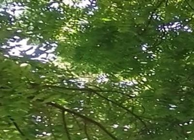 Organic Neem tree in full leaf