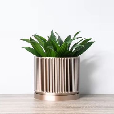 Green plant in a modern beige pot.