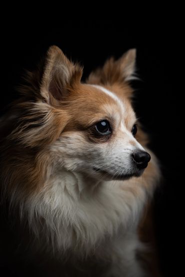 Portrait of a dog by Simon White Photography