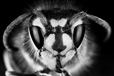 close-up portrait  of a wasp in black and white