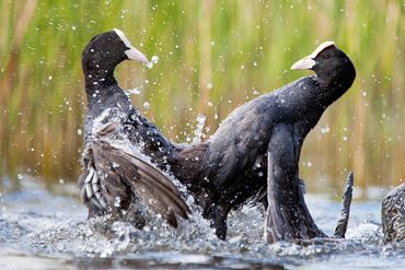 Two male Coots head to head fighting on water