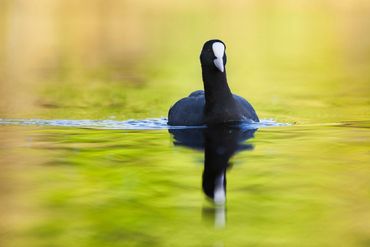 A Coot photgraphed in Autumn