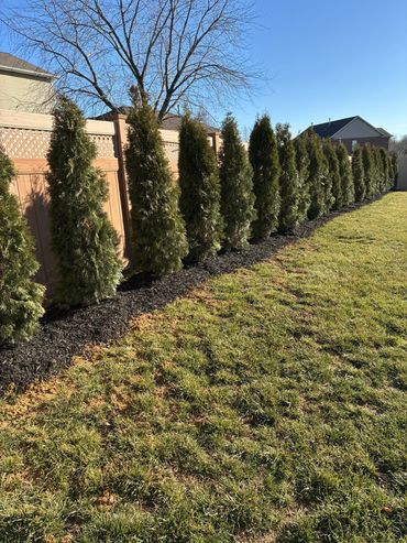 Emerald Green Arborvitae privacy screen planted in Evansville, IN