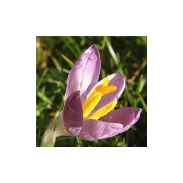 A lovely purple prairie crocus with bright yellow accents