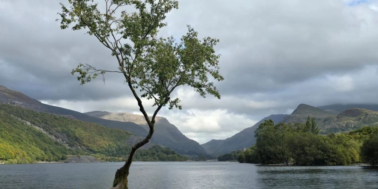 A lone tree growing on a small rocky island in a serene lake surrounded by mountains.