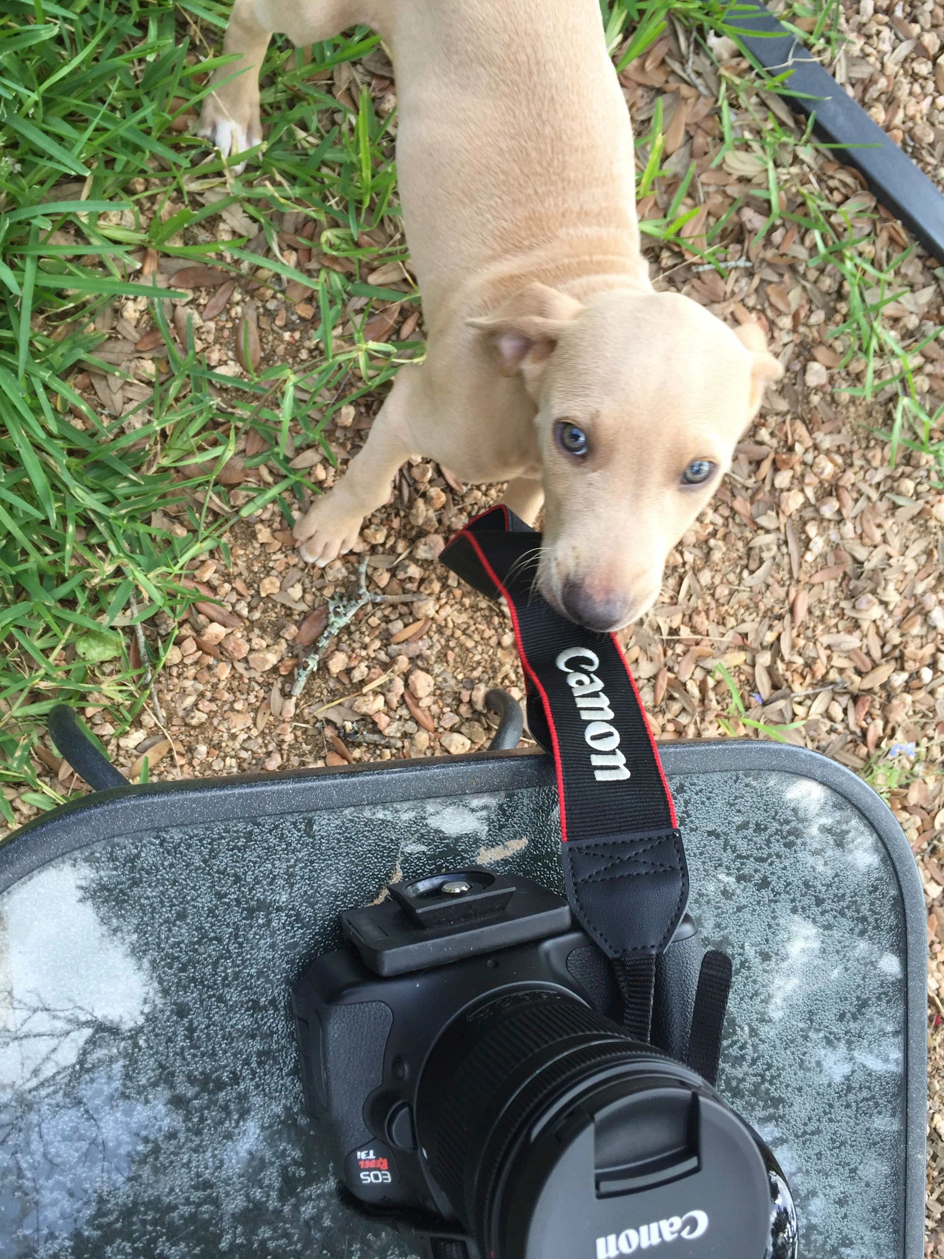 Lovett puppy portrait with a canon camera