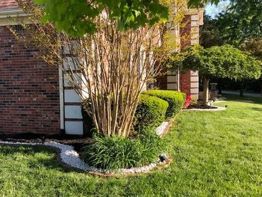 Well-maintained garden with shrubs and tree beside brick house.