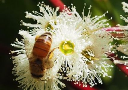 Bee on Jarrah Flower