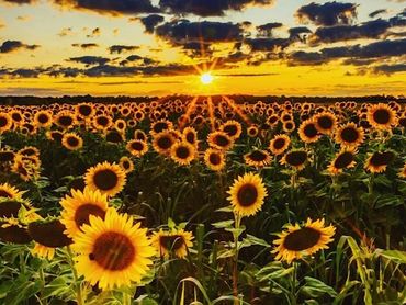 A field of sunflowers