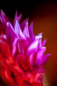 Close-up of vibrant pink and red flower petals with a blurred background.
