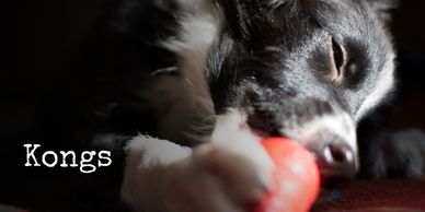 Kongs