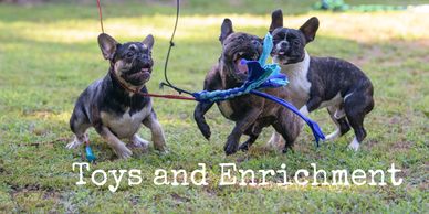 Toys and Enrichment
