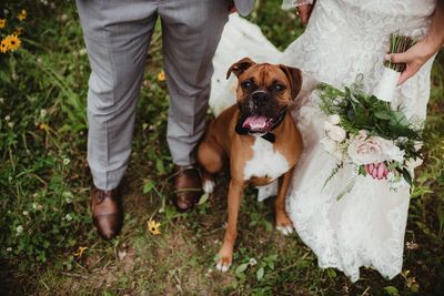Boxer pup with bride and groom on wedding day