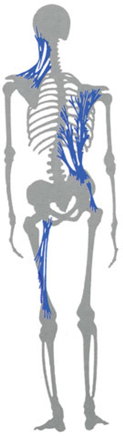Human skeletal myofascial map