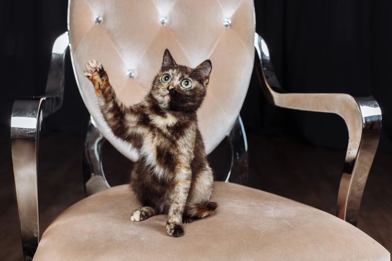 Black Tortoiseshell and White Toybob, "Bel-Moor's Original Red Line Zabava."