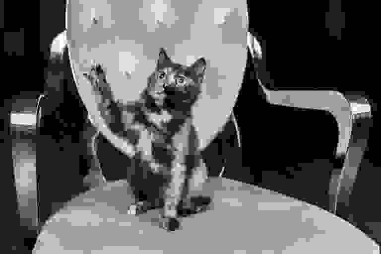 Black Tortoiseshell and White Toybob, "Bel-Moor's Original Red Line Zabava."