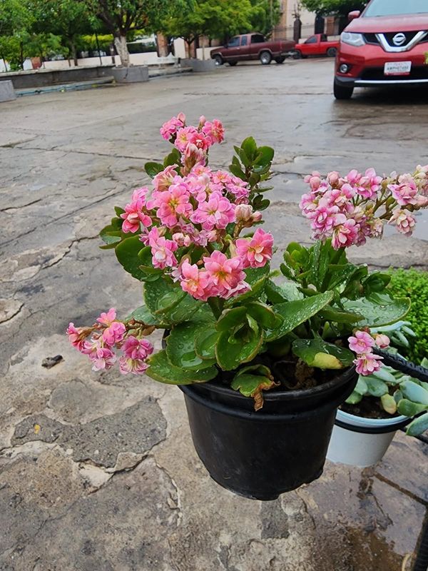 Potted pink flowers with green leaves on a stone pavement.