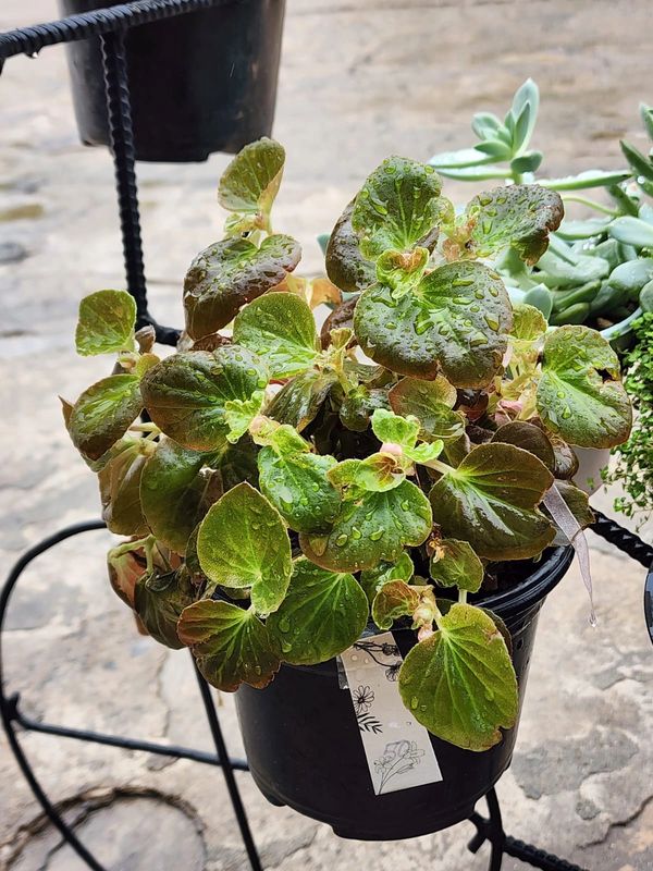 Green leafy plant with water droplets in a black pot.
