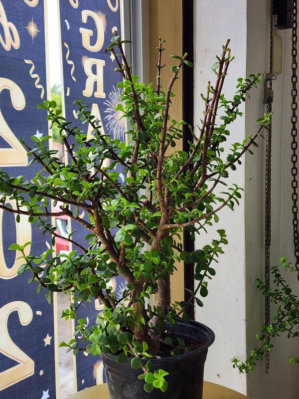 A lush green potted plant with thick branches near a window.