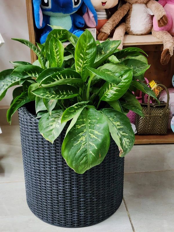 A green leafy plant in a woven black pot indoors.