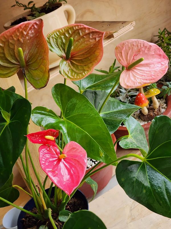 Colorful anthurium flowers with glossy green leaves in pots.