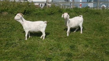 Angora Goats after being shorn