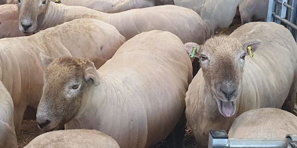 Shorn sheep in pen after shearing