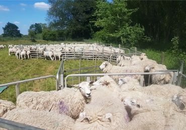 Romney sheep in a field pen