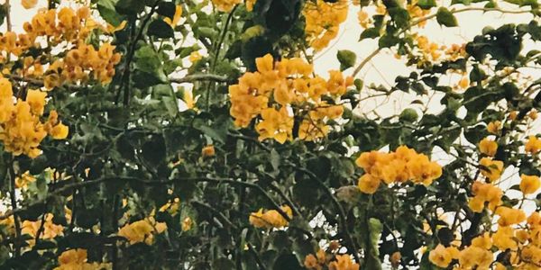 IGCentre About Page, Life Coach, Online Learning, Education, Founder & CEO - Sneha Gupta