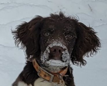 A brown and white dog with snow on its face in a snowy setting.