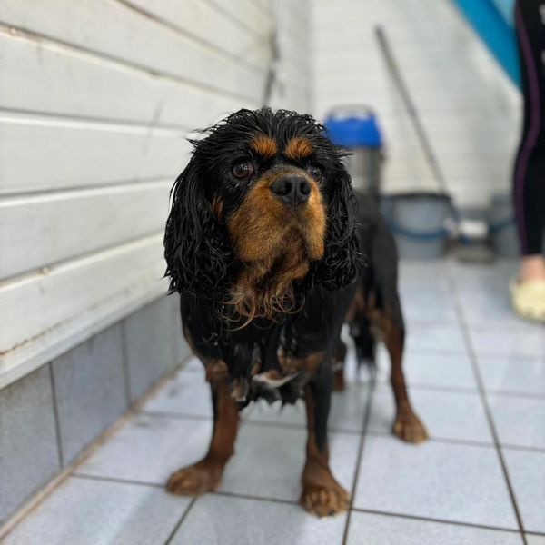 A wet black and brown dog standing on tiled floor indoors.