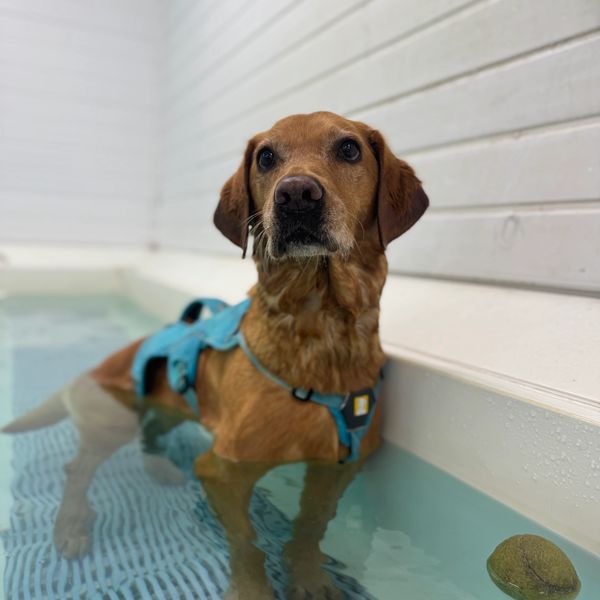 A brown dog in a blue harness standing in shallow water with a tennis ball nearby.