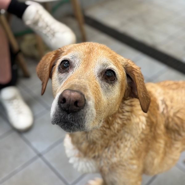 Close-up of a wet golden retriever looking up with big eyes.