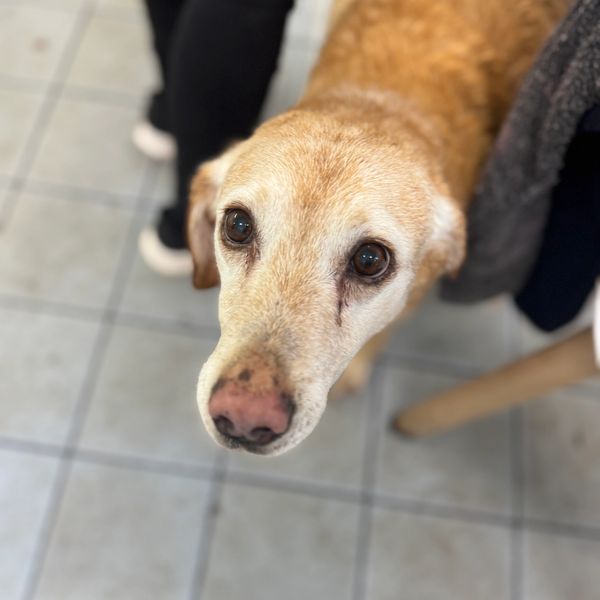 Close-up of a gentle older dog with soulful eyes looking up.