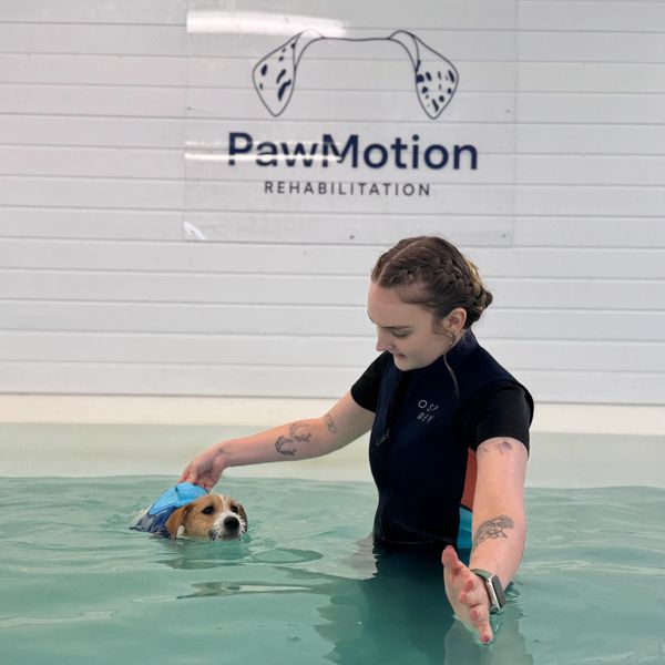 Therapist helping a dog swim in a rehabilitation pool.
