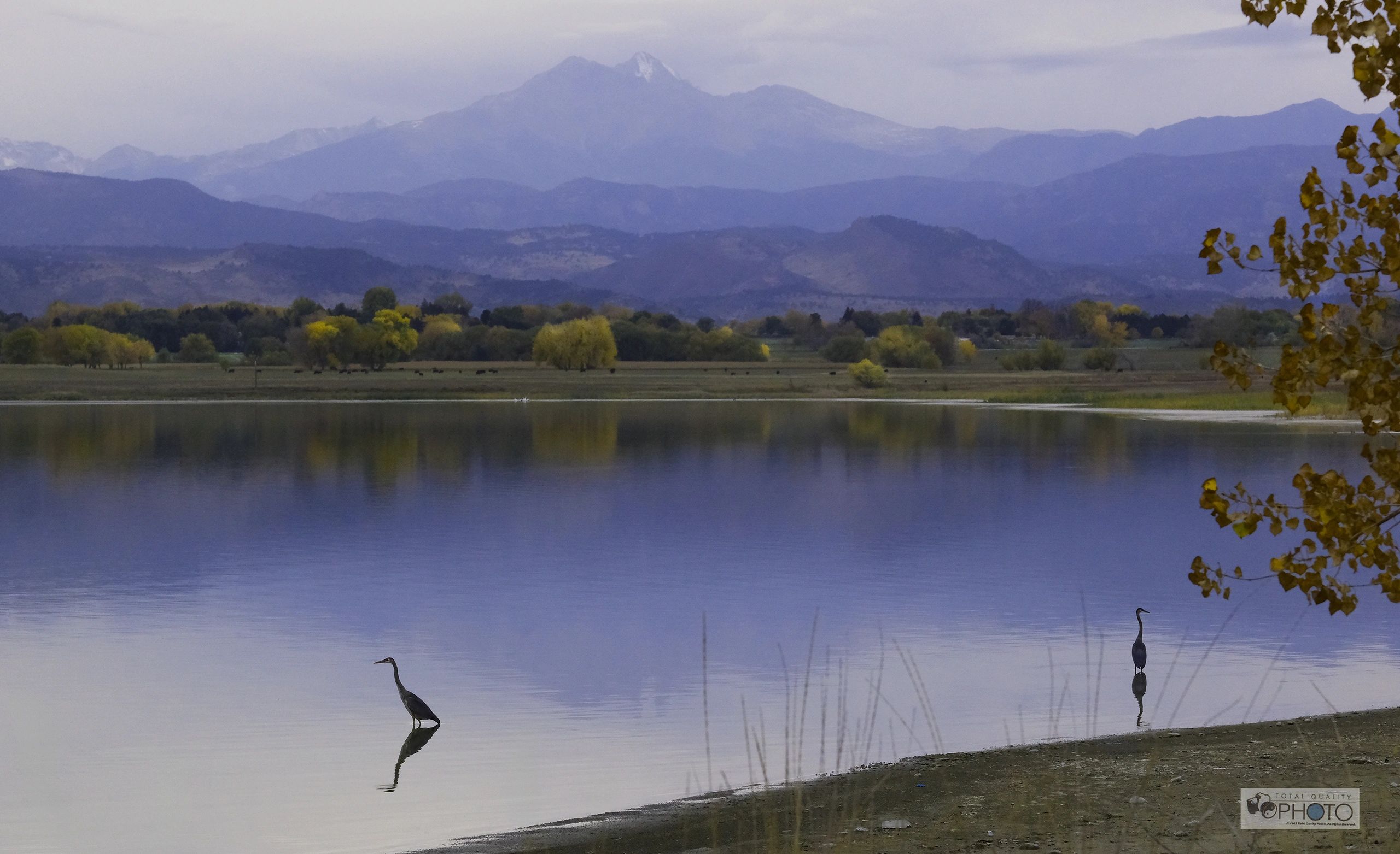 2 Blue Herons at McIntosh Lake #visitlongmontcolorado