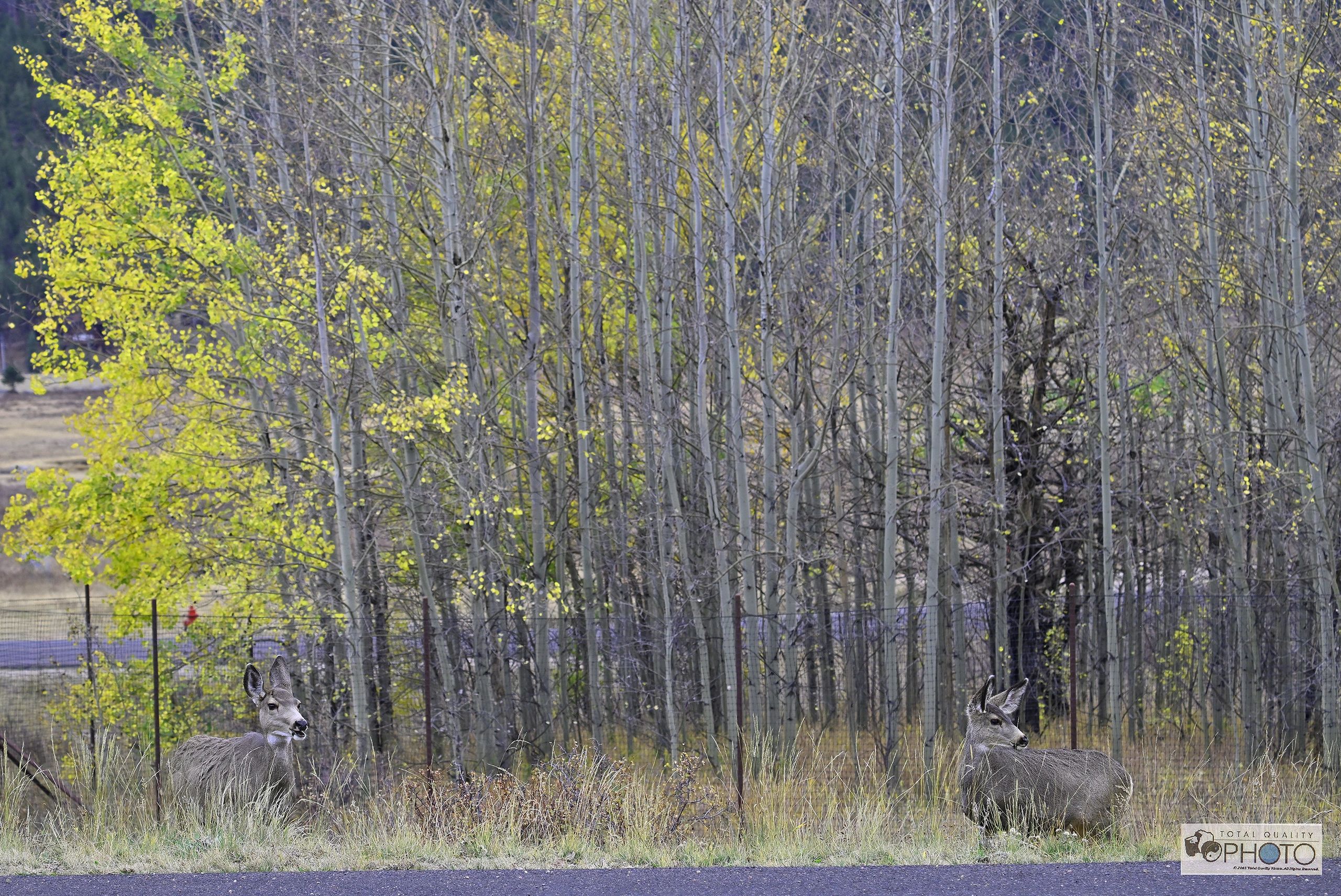 2 White Tailed Deers in Aspen RMNP