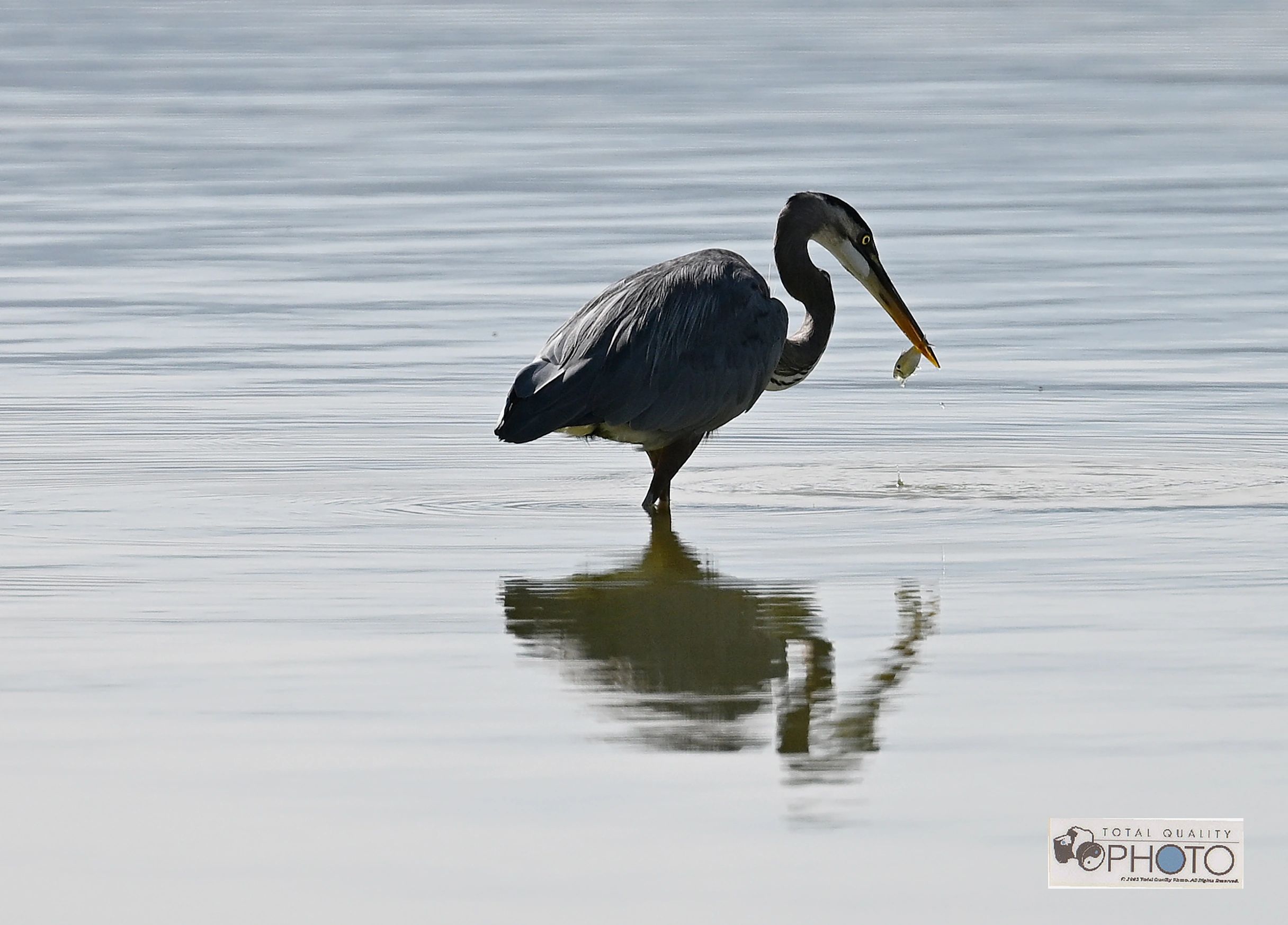 A Blue Heron Nabs a Fish in McIntosh Lake CO
