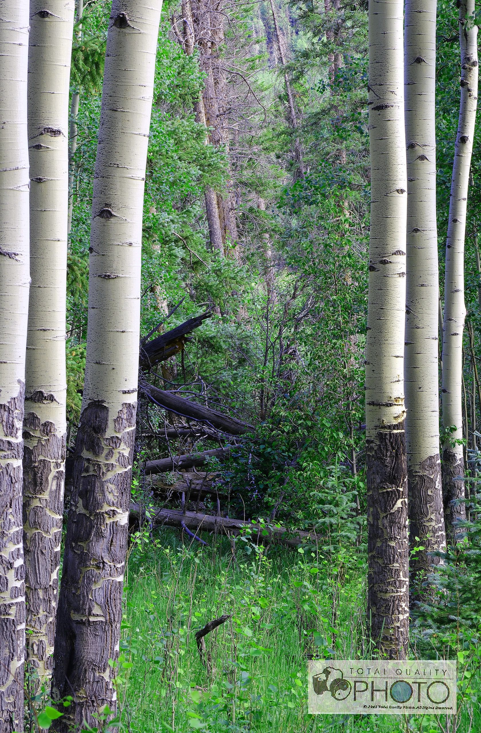 Aspen and Deadwood RMNP CO