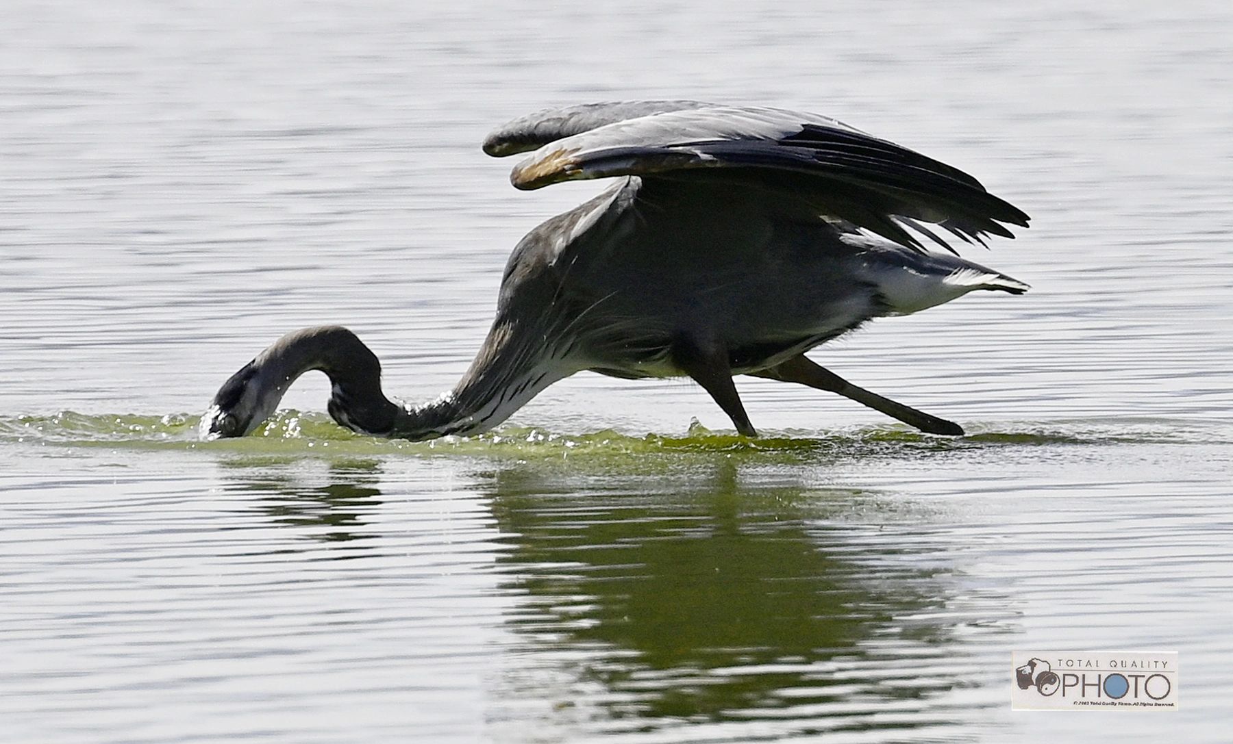 A Blue Heron Fishing McIntosh Lake CO