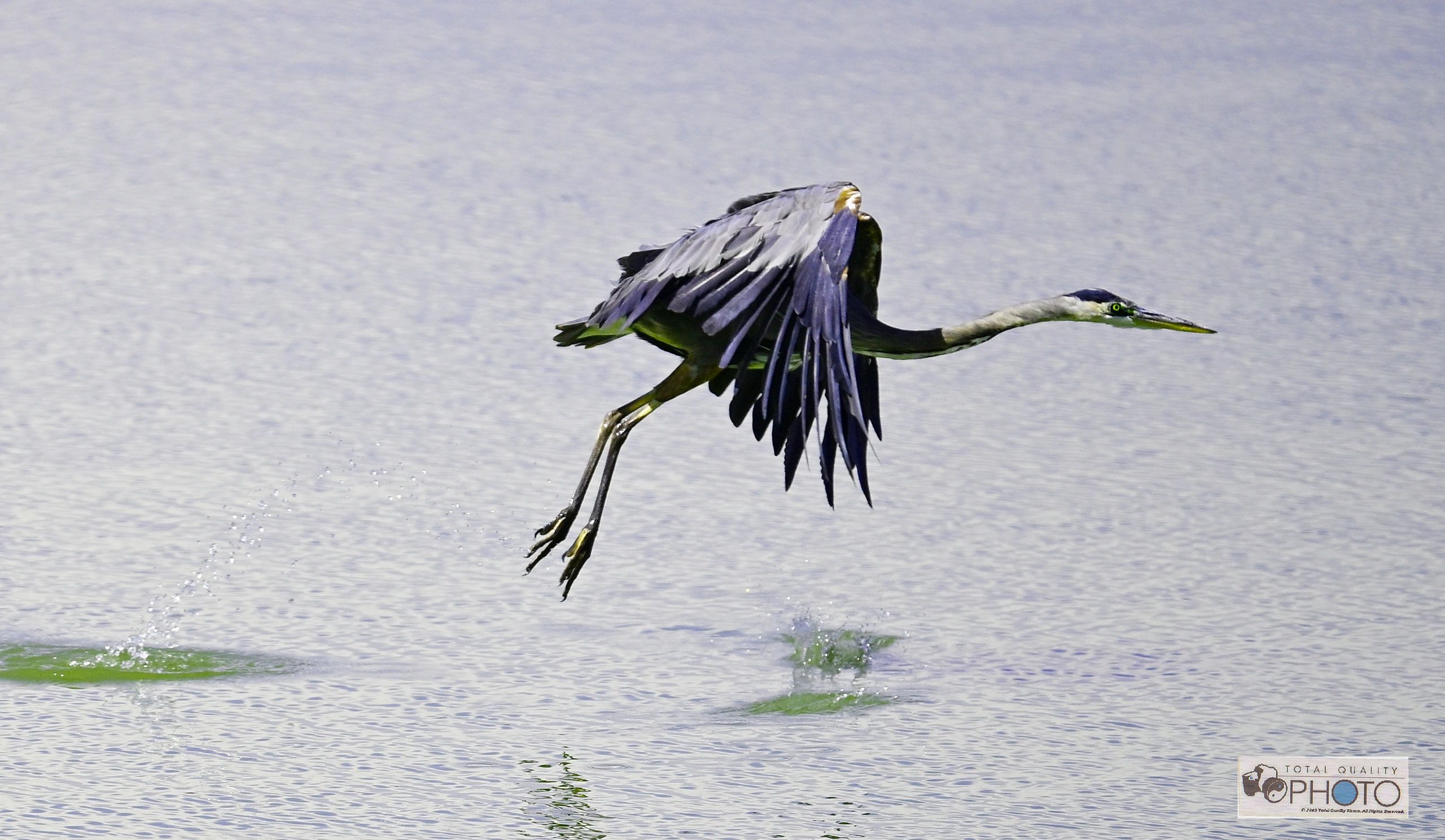 Blue Heron Gets Airborne McIntosh Lake CO