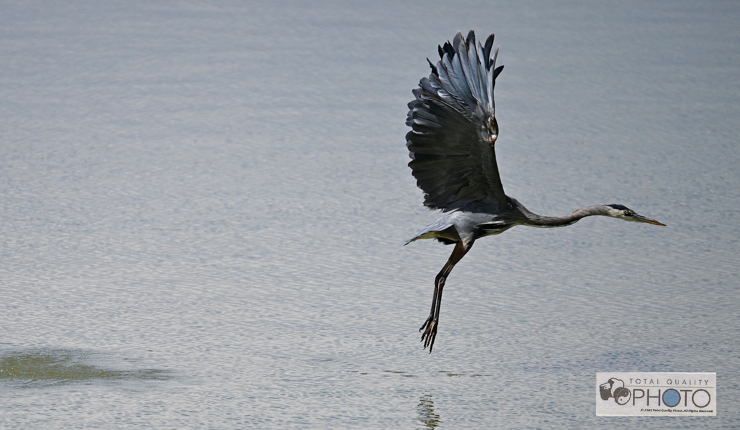 A Blue Heron Takes Off from McIntosh Lake CO