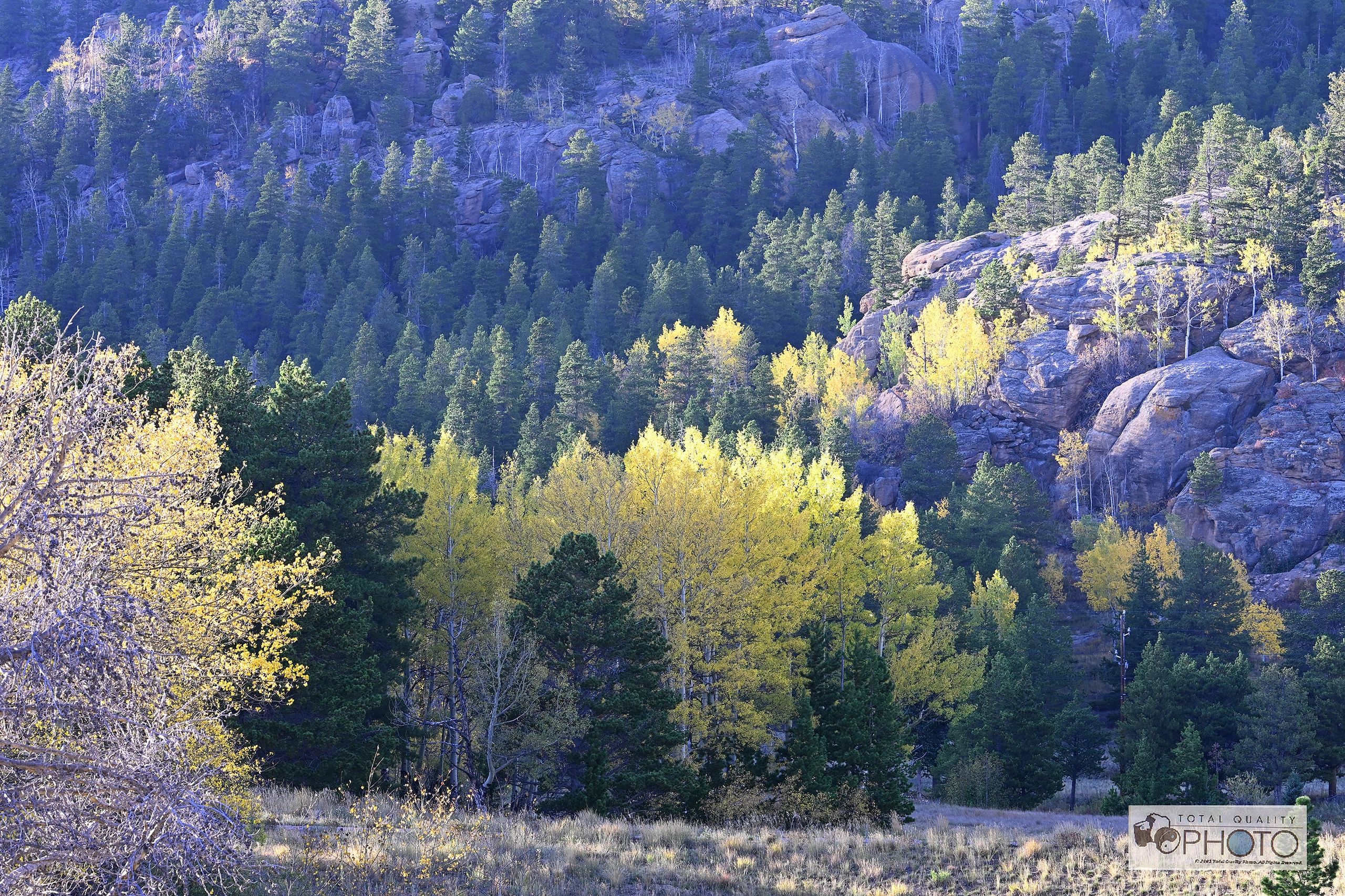 Glowing Aspen and Foliage near Estes Park