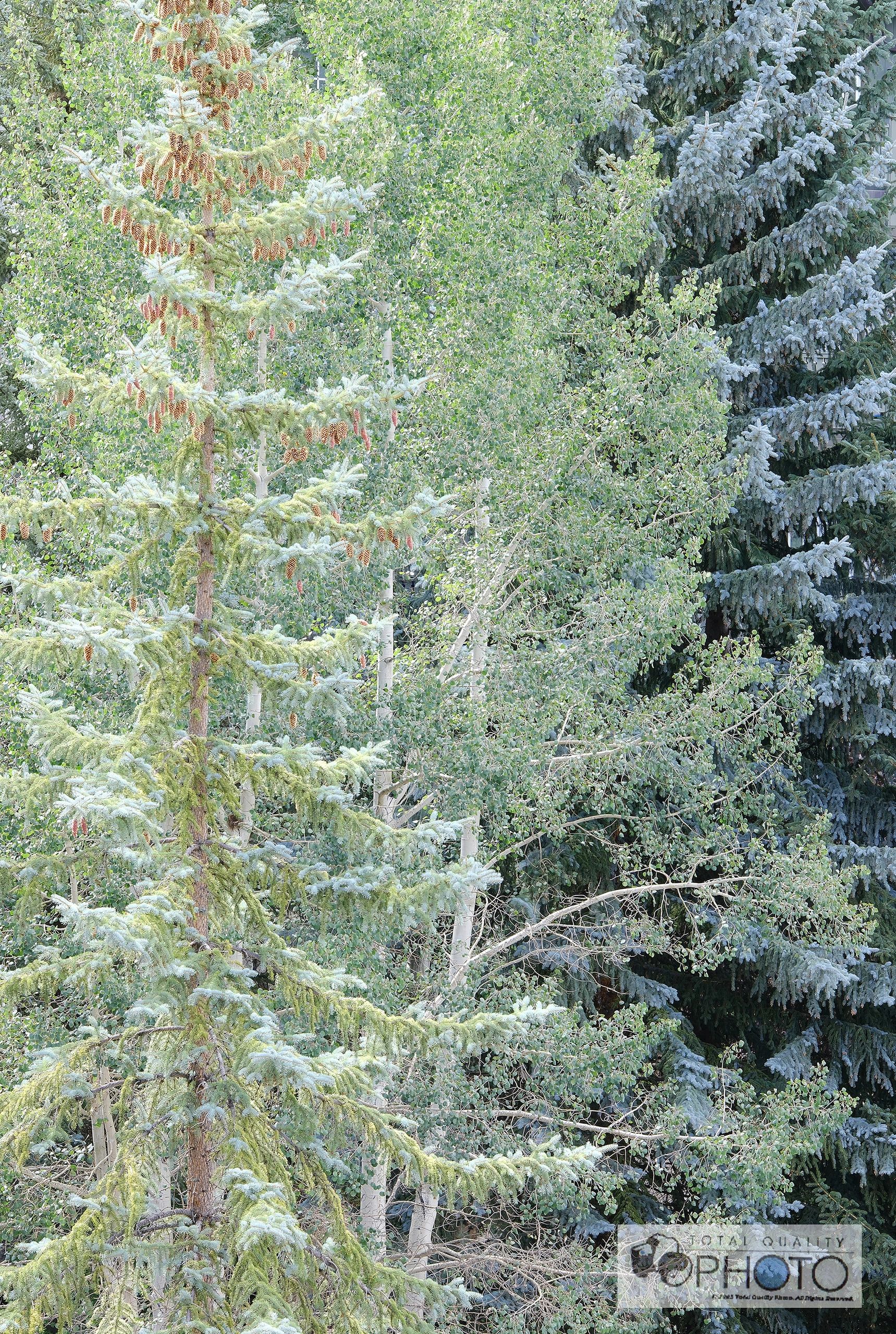 Glowing Aspen and Pines Beaver Creek