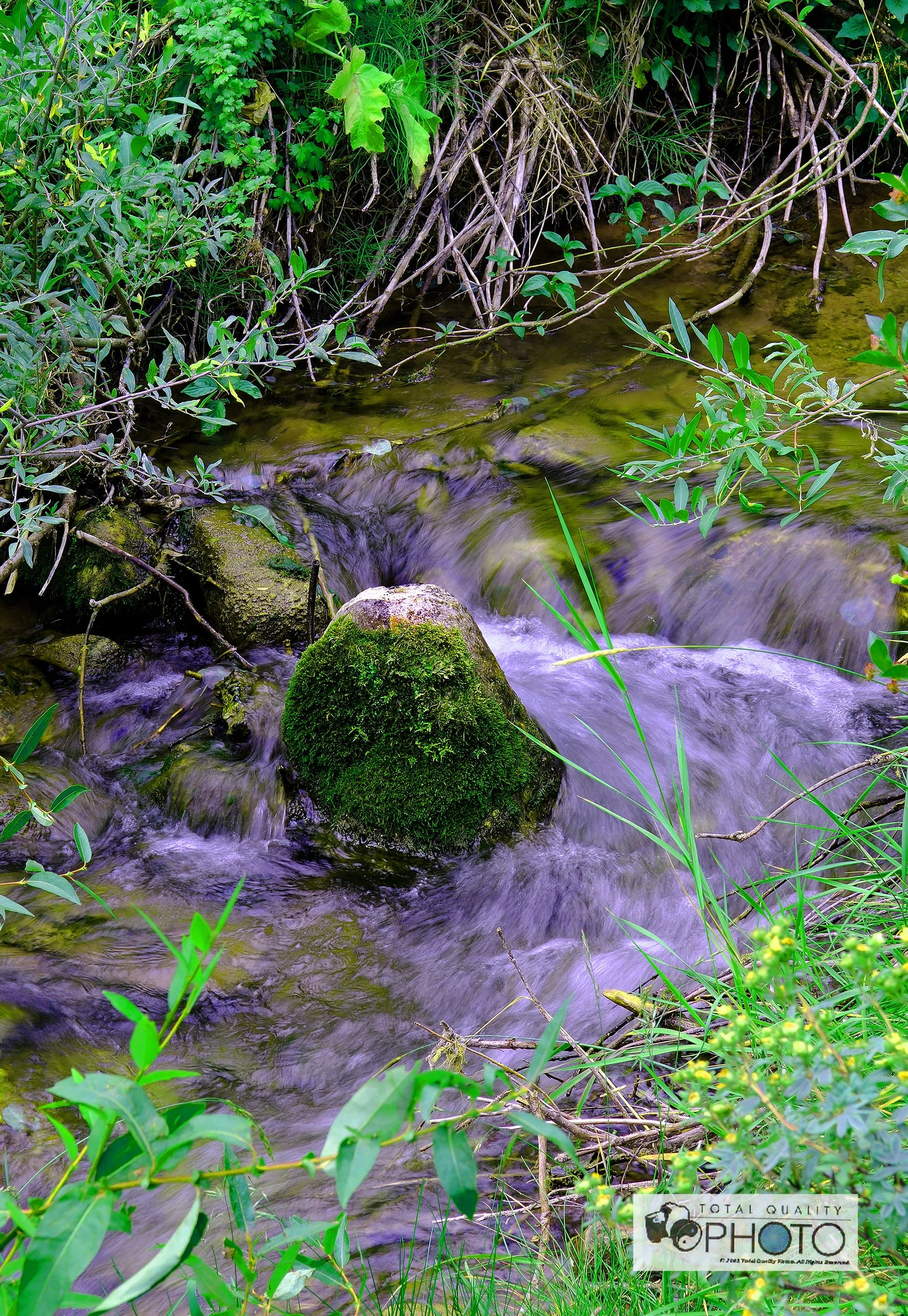 Moss on Rock Gore Creek