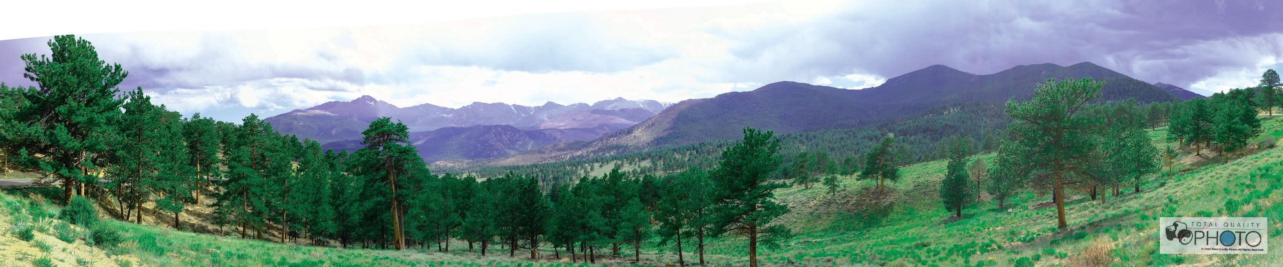 Mountain and Pine Trees RMNP Panorama