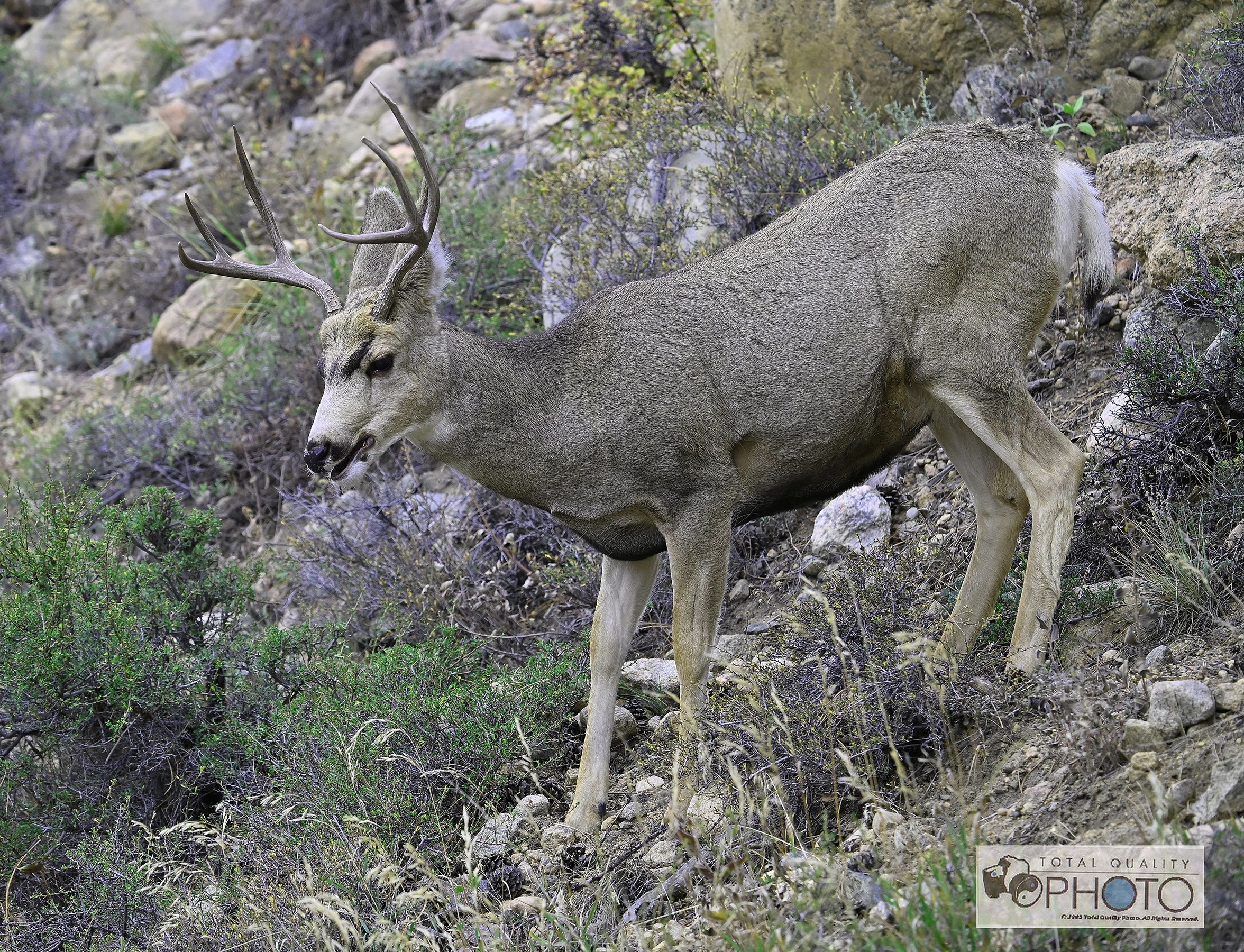 White Tailed Deer Buck RMNP