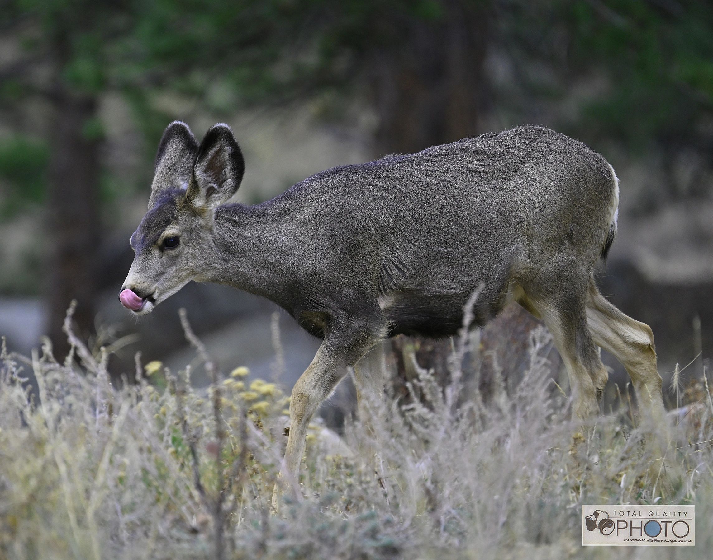 White Tailed Deer with Tongue Out RMNP
